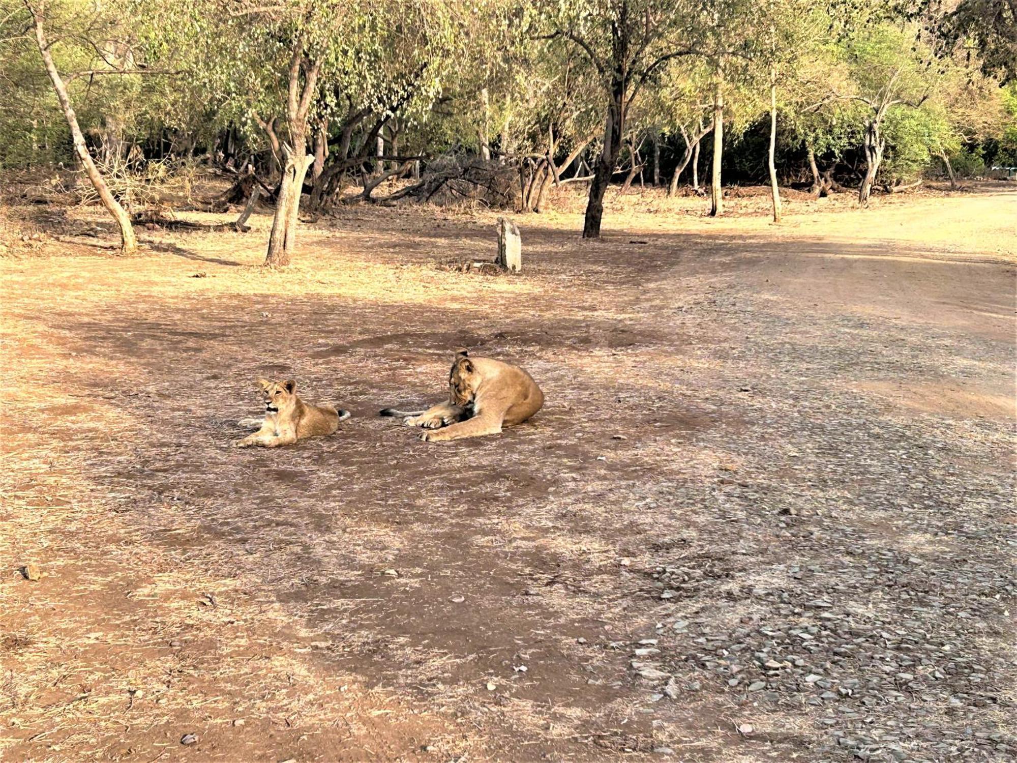Gir Birding Lodge Sasan Gir Exterior foto